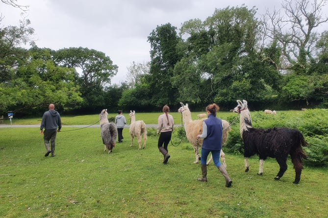 Dartmoor Llama Walks exploring the area near Yelverton